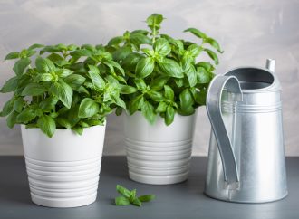 3 Ways to Grow an Herb Garden in your Apartment