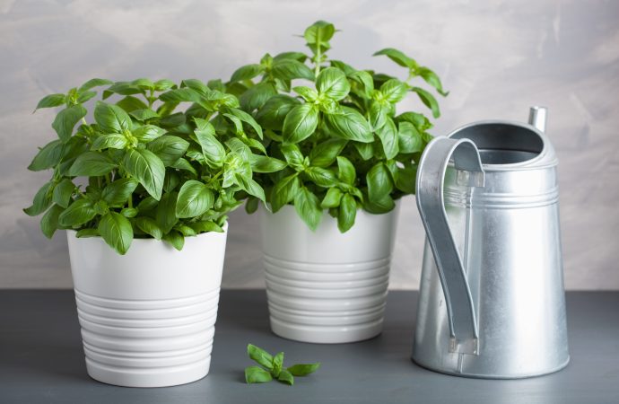 3 Ways to Grow an Herb Garden in your Apartment