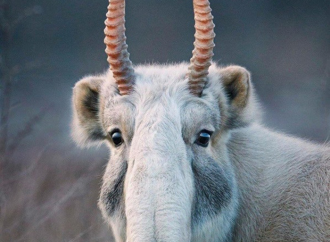 10 Weird Animals Most People Don’t Know Exist