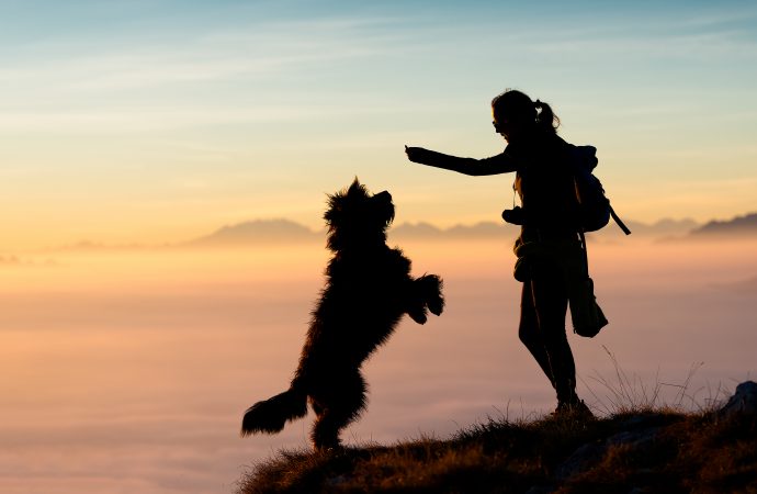 4 Best Canned Foods For Senior Dogs