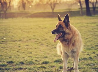 5 Most Popular Dog Breeds and Their Origins