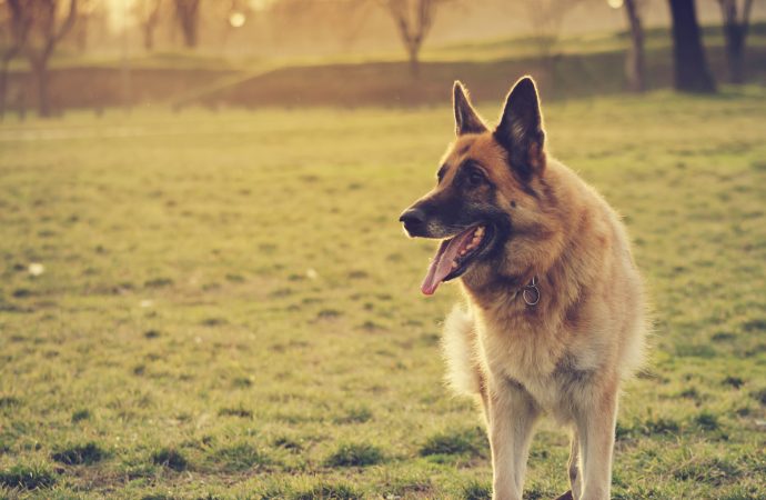 5 Most Popular Dog Breeds and Their Origins