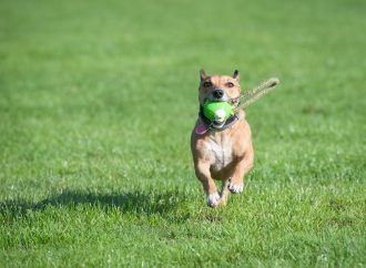 Top 8 Squeaky Dog Toys That Won’t Annoy You